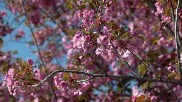 Close Ramos Cerejeira Com Uma Bela Flor Rosa Floração Árvore — Vídeo de Stock