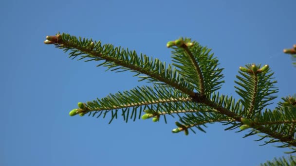 Jeune Branche Épinette Verte Sur Fond Ciel Bleu Branche Conifères — Video