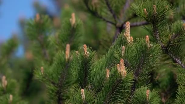 Blooming Pine Tree Branches Close Detailed View Pine Needles Cones — Stock Video