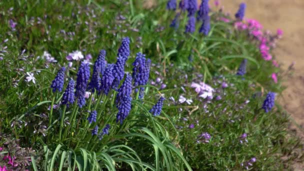 Muscari Jacinthe Fleurs Poussant Dans Jardin Floraison Fleurs Printanières Déplaçant — Video
