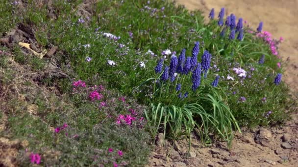 Närbild Rabatten Med Växande Druva Hyacint Blommor Vacker Rabatt Med — Stockvideo