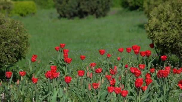 Schöne Rote Tulpen Blühen Auf Dem Grünen Rasen Stadtpark Naturlandschaft — Stockvideo