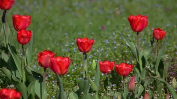 Hermosos Tulipanes Rojos Creciendo Jardín Fondo Flores Primavera Paisaje Floral — Vídeo de stock