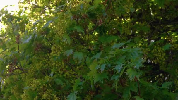 Πράσινο Αφήνει Πυκνό Φόντο Κοντινό Πλάνο Φυλλώματος Δέντρων Στο Πάρκο — Αρχείο Βίντεο