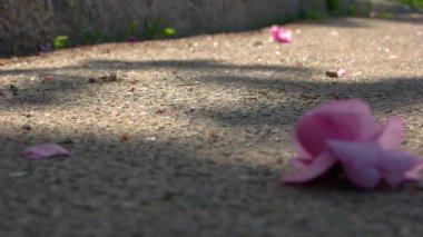 Güneşli bir günde asfalt yoldaki birçok karıncayı kapatın. Karıncalar ve pembe çiçek yaprakları güneş ışığı altında asfaltta.
