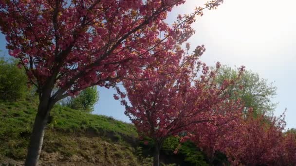 Ряд Японских Цветущих Сакур Растет Парке Саду Цветущие Вишни Солнечный — стоковое видео
