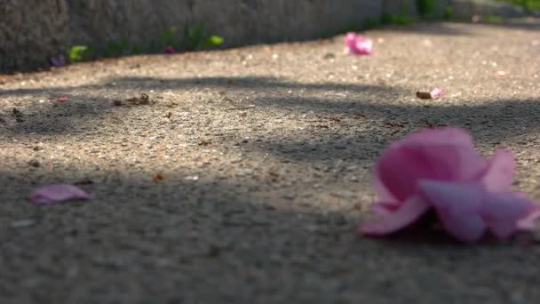 Близько Багатьох Мурах Асфальтній Дорозі Сонячний День Мурахи Рожеві Пелюстки — стокове відео