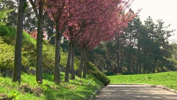 Virágzó Sakura Cseresznyevirág Sikátor Parkban Gyönyörű Fenyőfák Háttérben Botanikus Kert — Stock videók