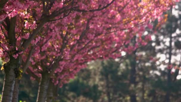 Kwitnące Drzewa Sakura Zamykają Się Różowe Kwiaty Drzewa Wiśni Piękny — Wideo stockowe