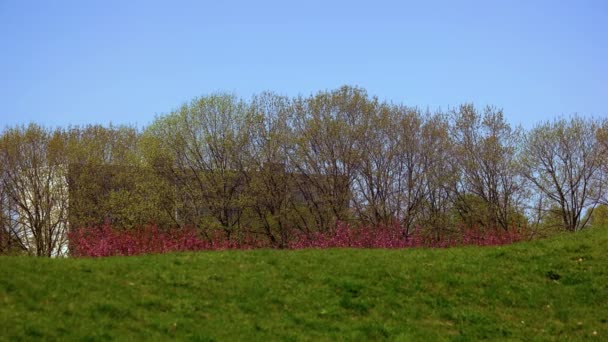 Zelený Trávník Výhledem Kvetoucí Třešně Budovu Města Pozadí Krásná Jarní — Stock video