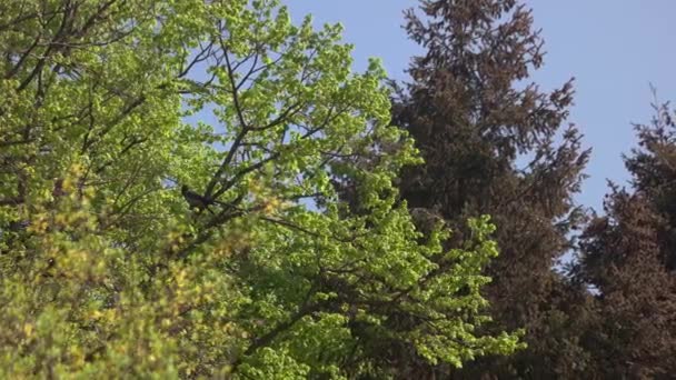Belos Galhos Árvores Com Folhas Verdes Vista Fundo Céu Azul — Vídeo de Stock