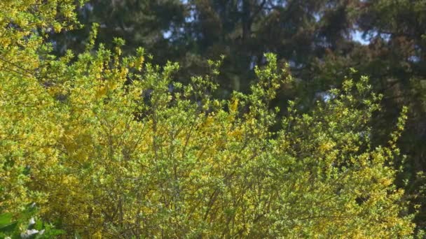 Zblízka Žlutého Květu Stromů Slunečného Jarního Dne Kvetoucí Forsythia Květiny — Stock video