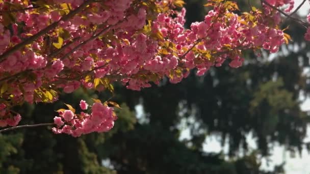 在一个阳光灿烂的春日 关闭盛开的樱花枝条 粉色樱桃树背景 — 图库视频影像