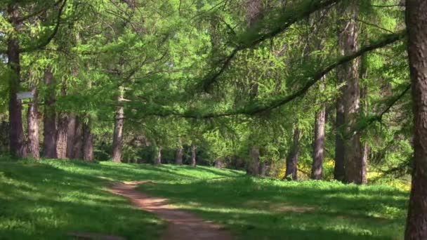 Bela Vista Parque Com Árvores Coníferas Verdes Dia Verão Majestosa — Vídeo de Stock