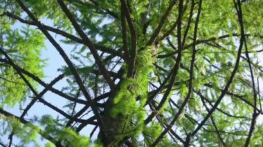 Genç kabarık yeşil kozalaklı ağaç dalları yaklaşıyor. Arka planda mavi gökyüzü.