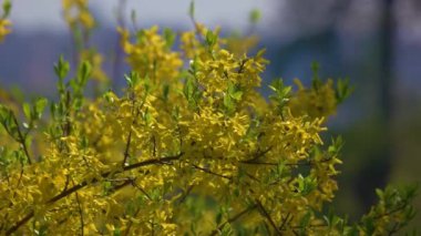 Küçük sarı çiçekli ağaç dallarını kapatın. Bulanık arkaplanda çiçek açan güzel bahar ağacının ayrıntılı görünümü.