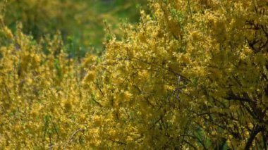 Küçük sarı çiçekli ve yeşil yapraklı çiçek açan çalıların manzarasını kapat. Çiçekli bahar ağacı. Güzel çiçek arkaplanı.