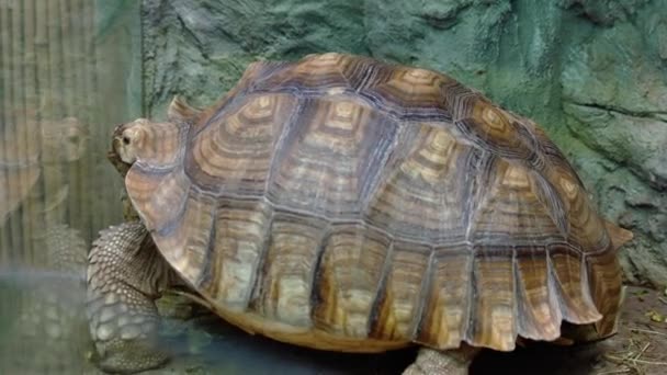 Acercamiento Tortuga Joven Arrastrándose Detrás Vaso Zoológico Hermoso Animal Exótico — Vídeo de stock
