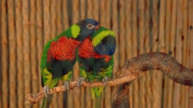 Bir çift güzel renkli papağan ağaç dalında yan yana oturuyor. Hayvanat bahçesindeki egzotik vahşi hayvan.
