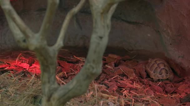 Hermosa Tortuga Pequeña Joven Suelo Zoológico Animal Cautiverio Animales Tropicales — Vídeos de Stock