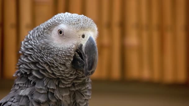 Hayvanat Bahçesindeki Güzel Gri Afrikalı Papağan Portresini Yakından Çek Evcil — Stok video