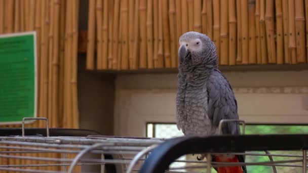 Büyük Metal Bir Kafeste Oturan Afrikalı Gri Papağan Parlak Kırmızı — Stok video