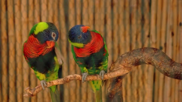 Färgglada Papegojor Älskar Fåglar Som Sitter Tillsammans Trädgren Vackra Vilda — Stockvideo
