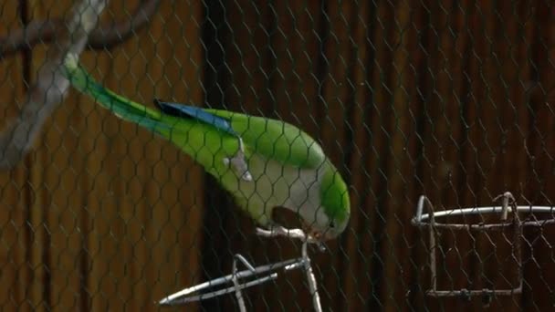 動物園の檻のメッシュの後ろに美しい小さな緑のオウム 野生自然概念 — ストック動画