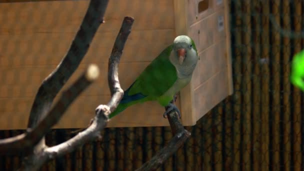 Lindo Loro Verde Está Sentado Rama Del Árbol Detrás Malla — Vídeos de Stock