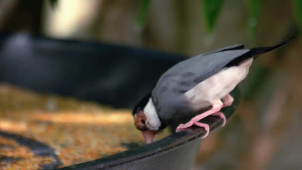 Μικρό Εξωτικό Γκρι Πουλί Τρώει Σπόρους Από Μπολ Όμορφο Ζώο — Αρχείο Βίντεο