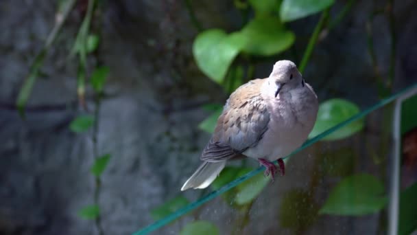Bel Oiseau Exotique Gris Mignon Animal Tropical Zoo Concept Ornithologie — Video