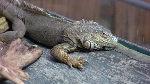 Зоопарку Рептилій Ігуана Плазуни Закриваються Дикий Спосіб Життя — стокове відео