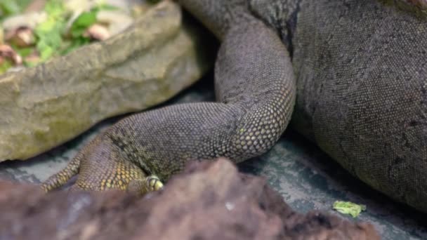 Λεπτομερής Θέα Του Μεγάλου Ιγκουάνα Στο Ζωολογικό Κήπο Ερπετό Ζώο — Αρχείο Βίντεο