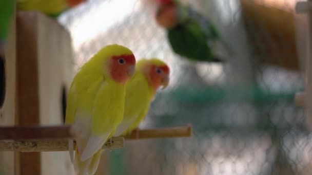Dois Lindos Papagaios Amarelos Sentados Uma Gaiola Aves Tropicais Exóticas — Vídeo de Stock
