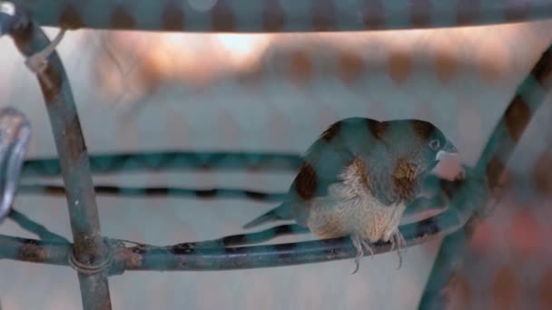 Gros Plan Bel Oiseau Gris Assis Dans Une Cage Zoo — Video