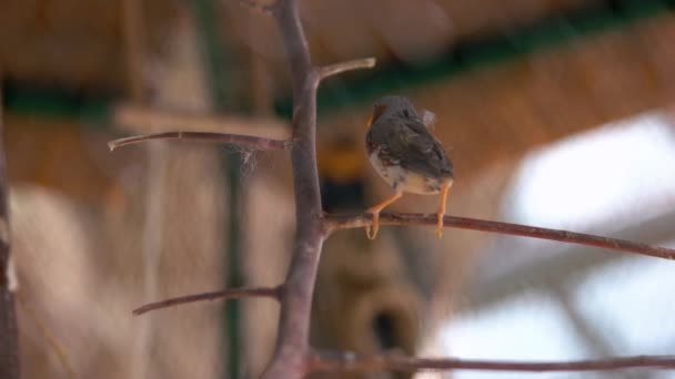 Bellissimo Uccellino Esotico Seduto Ramo Gabbia Uccello Tropicale Nello Zoo — Video Stock