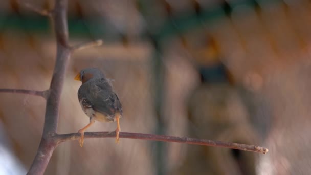 Tropischer Winziger Vogel Auf Einem Ast Sitzend Aus Nächster Nähe — Stockvideo