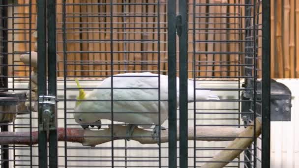 Prachtige Witte Kaketoe Papegaai Zittend Boomtak Kooi Dier Gevangenschap — Stockvideo