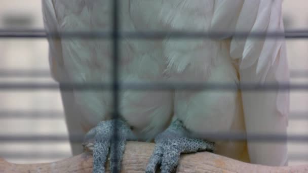 Крупный План Белого Попугая Какаду Клетке Зоопарка Вид Через Металлическую — стоковое видео