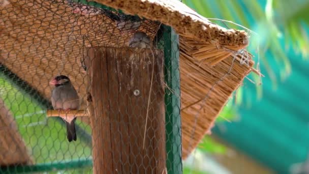 Hermoso Pájaro Colorido Sentado Rama Del Árbol Jaula Zoológico Día — Vídeo de stock