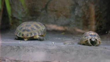 Hayvanat bahçesindeki küçük ve büyük kaplumbağa hayvanlar. Egzotik hayvanlar yaklaşıyor. Vahşi yaşam konsepti.