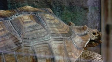 Hayvanat bahçesindeki güzel kaplumbağa. Sert kabuklu bir sürüngen. Zooloji kavramı.
