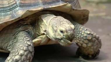 Hayvanat bahçesinde sert bir kabuğu olan sürünen kaplumbağaya yaklaş. Tropik sürüngen türü.
