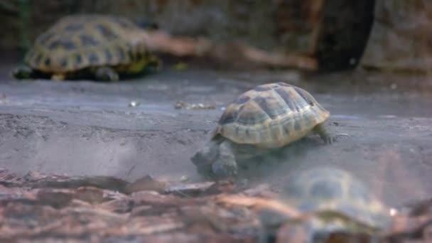 Όμορφη Μικρή Νεογέννητη Χελώνα Σέρνεται Στο Έδαφος Στο Ζωολογικό Κήπο — Αρχείο Βίντεο