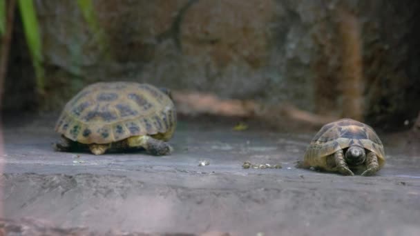 Pequenos Grandes Animais Tartaruga Zoológico Animais Exóticos Fecham Conceito Vida — Vídeo de Stock
