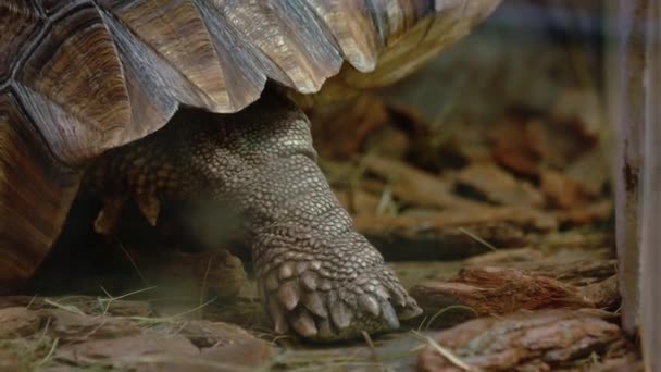 在地上爬行的大乌龟靠得很近 动物园笼子里的野生动物 野生动物概念 — 图库视频影像