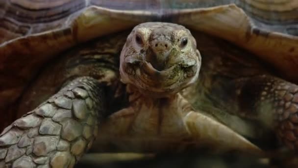 Gros Plan Portrait Grandes Tortues Brunes Rampant Zoo Vue Détaillée — Video