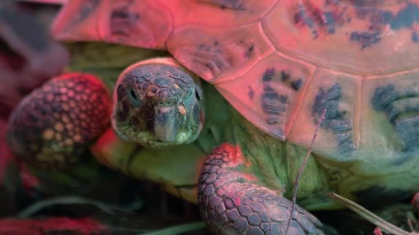 大龟类动物的详细视图 小海龟的近身 动物园的热带爬行动物 — 图库视频影像