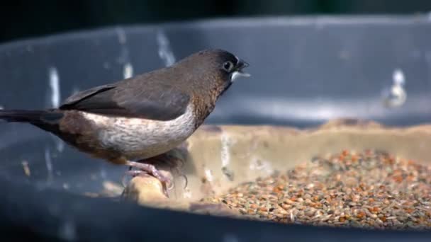 Beautiful Gray Bird Eating Seeds Bowl Sunny Day Birds Feeding — Stock Video