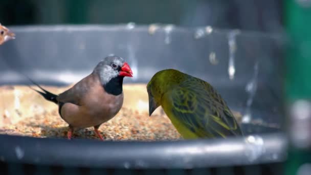 Beaux Oiseaux Exotiques Mangeant Des Graines Dans Mangeoire Oiseaux Nourrir — Video